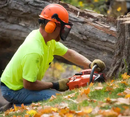 tree services Spring Grove